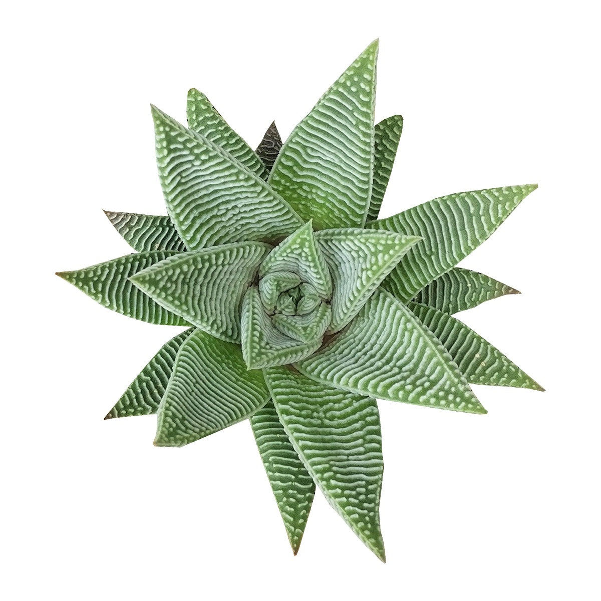 4-Inch Zebra Haworthia (Haworthia limifolia var. striata), Easy Care &amp; Low Light Succulent