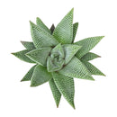 4 inch Haworthia, succulent in decorative pot, small houseplant
