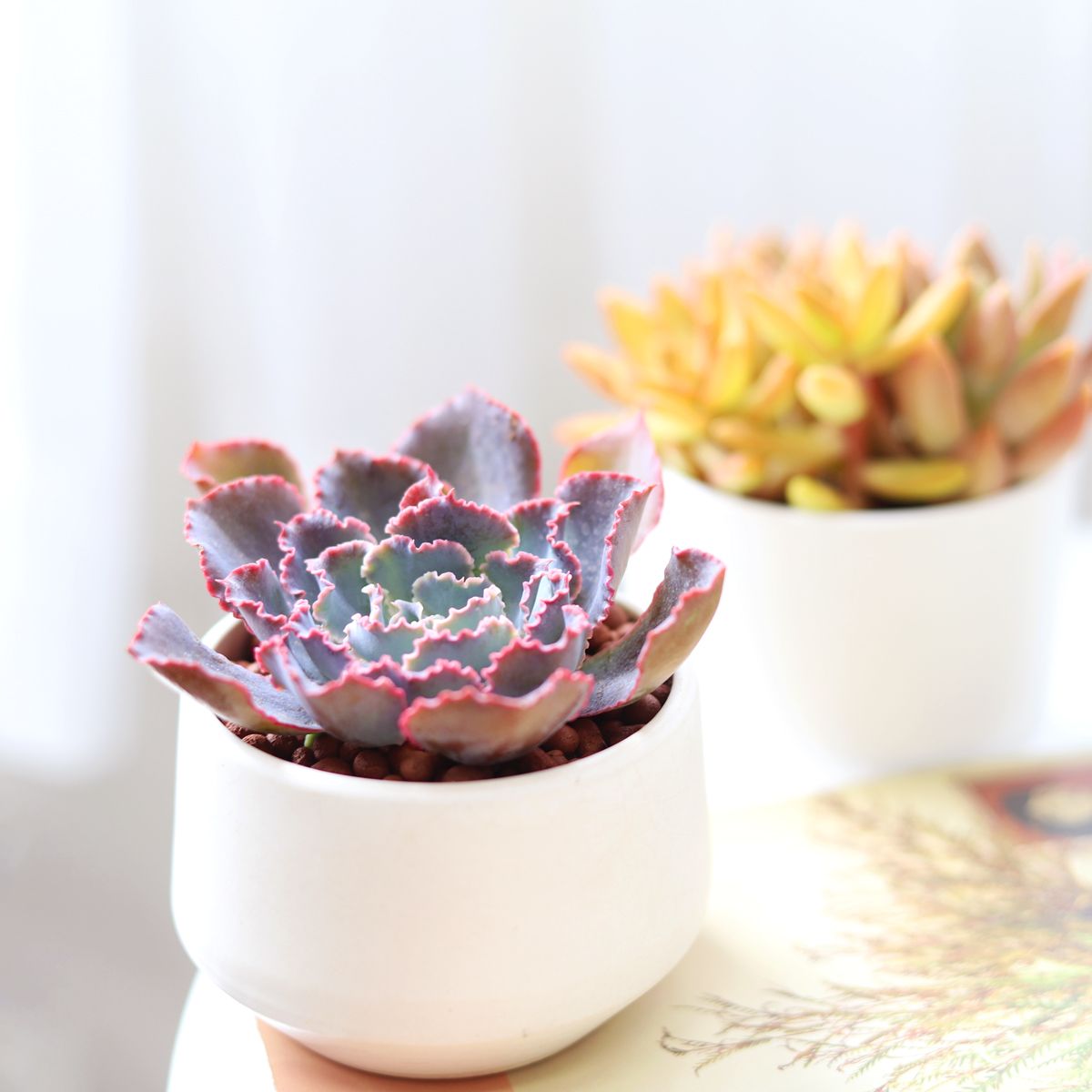 neon breaker succulent Echeveria Purple Dance - Colorful Succulents In CA For Sale