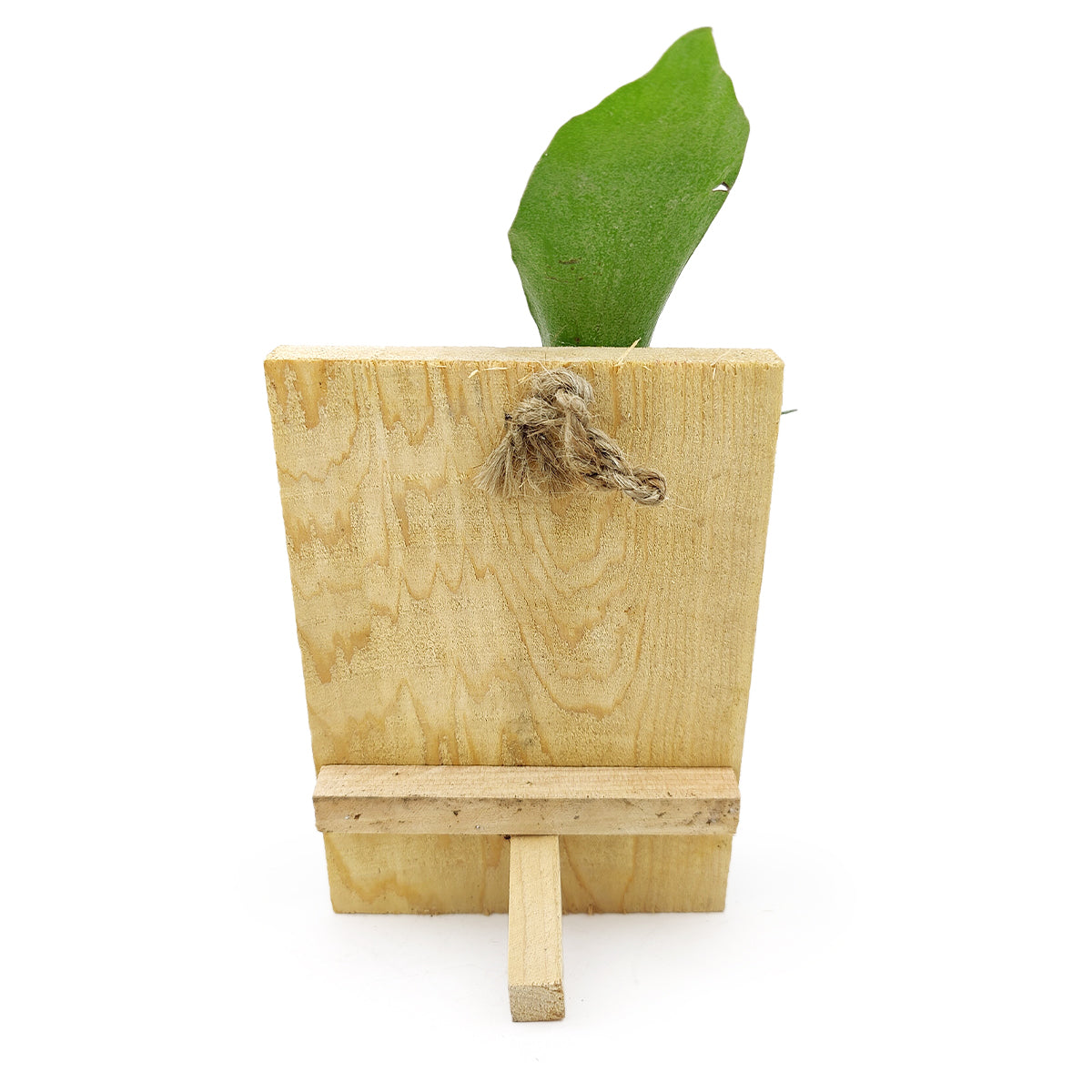 Staghorn Fern On Wood Plank