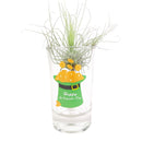 truck pattern air plant holder, St. Patrick&#39;s Day Pattern Airplant Holder, St. Patrick&#39;s Day Airplant Holder for home decoration