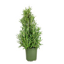 Rosemary Holiday Tree, Aromatic Holiday Tree, Christmas Shaped Houseplants, Christmas Tree Gift Ideas, Holiday Tree for Home Decor