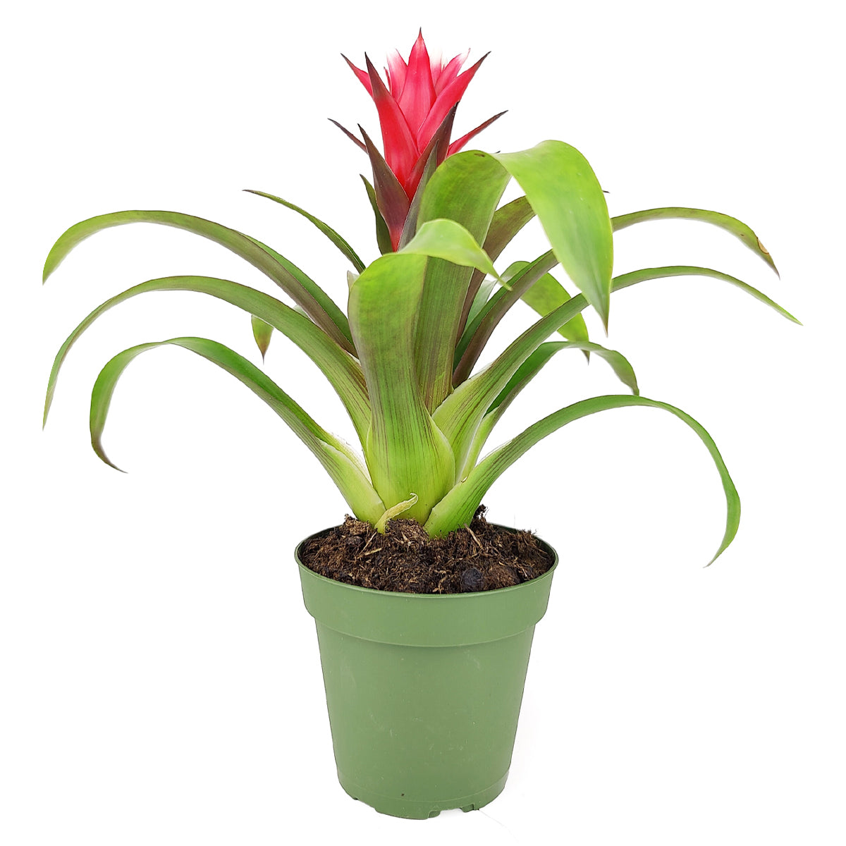 Guzmania hybrid Red, Flowering Houseplants, Indoor Houseplant, Colorful Flowering Houseplants, Pet-Friendly Houseplants, Easy Care Houseplants, How to Care for Guzmania hybrid Red