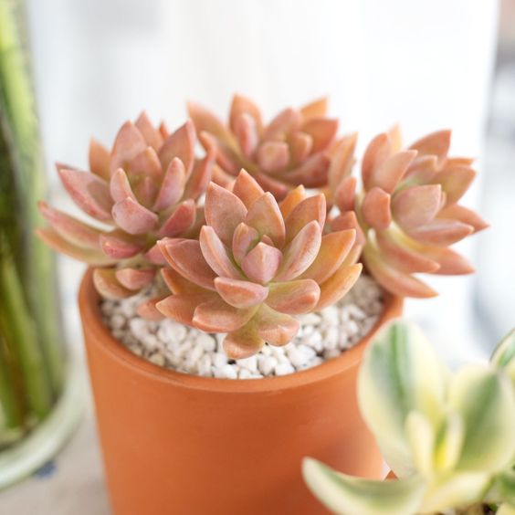 socal succulents Graptosedum California Sunset Purple Succulent For Sale
