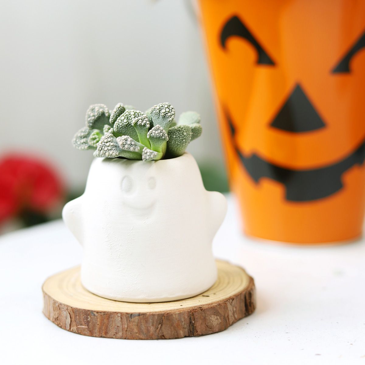 Titanopsis calcarea Jewel Plant, succulents store in CA, monthly succulents, succulent care guide, indoor succulents, succulents garden, Rare succulents, succulent plant, Succulents, Titanopsis calcarea Jewel Plant in California, How to grow Titanopsis calcarea Jewel Plant, rare succulents, rare succulents for sale, unique succulents, buy succulents online, rare succulent, succulent shop, unusual succulents, succulent store, succulents online