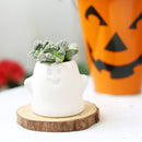 How to grow Titanopsis calcarea Jewel Plant, rare succulents, rare succulents for sale, unique succulents, buy succulents online, rare succulent, succulent shop, unusual succulents, succulent store, succulents online