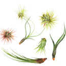 7 Air Plant Variety Pack, Tillandsia Variety Pack for sale, Easy Care Air Plants, Unique Houseplant Gift, Air Purifying Plants for your Home