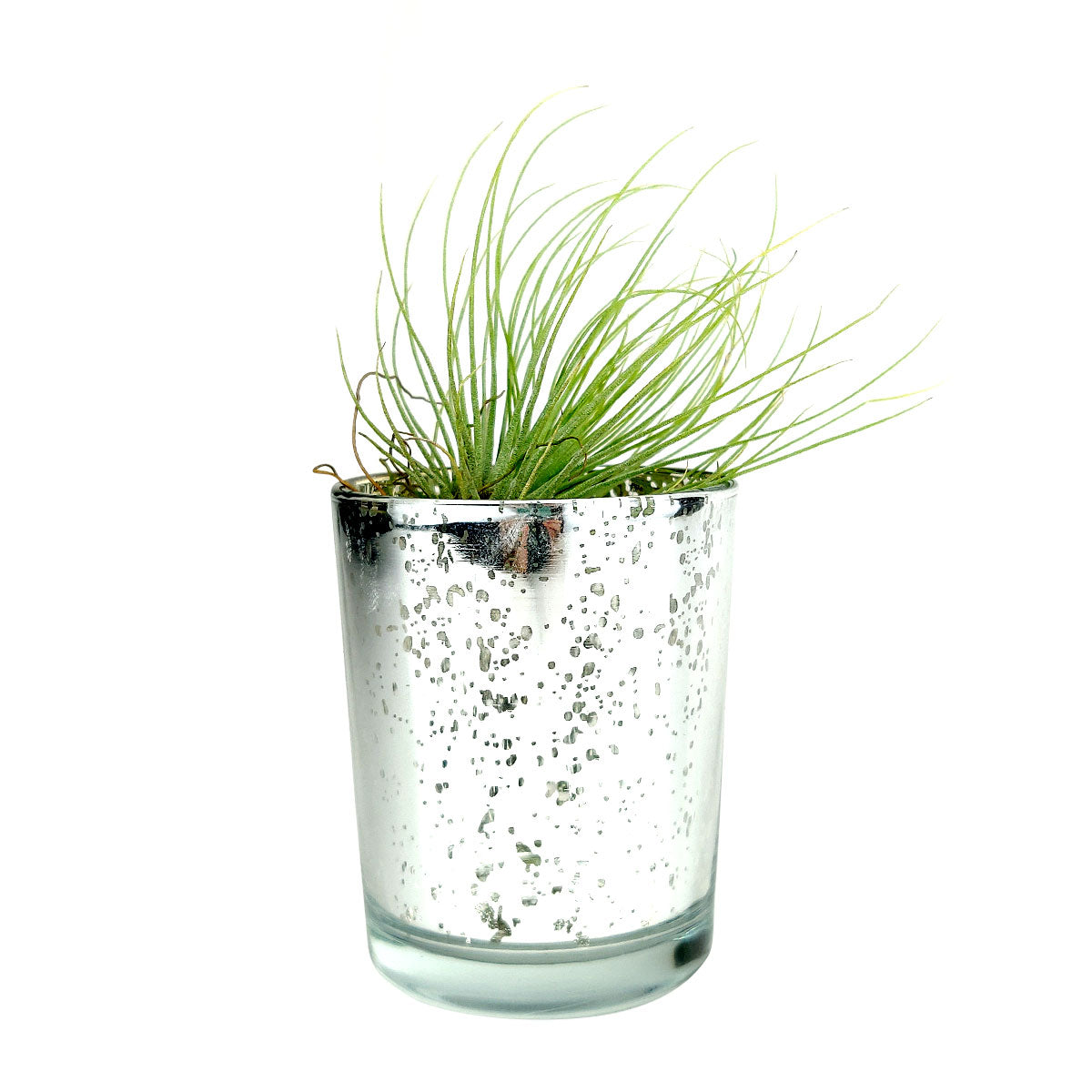 indoor silver plant pots Silver Mini Sparkly Pot for Air Plant