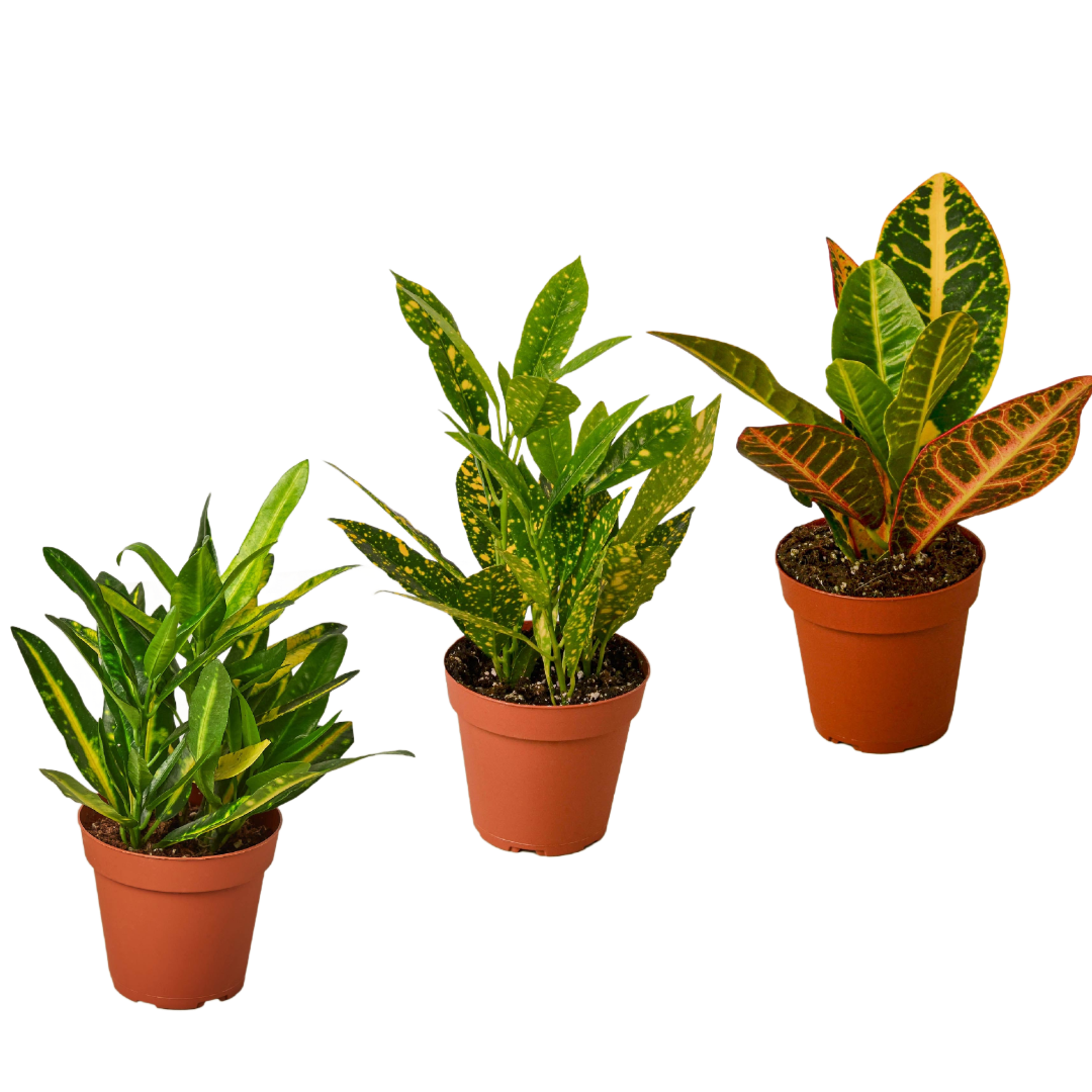 buy 3 croton variety pack / 4" pot / live plant / house plant live houseplant 4" pot online, featuring vivid multicolored leathery leaves in red orange yellow and green, bold upright tropical shrub form, light-hungry foliage plant, three unique cultivar varieties included, striking living room statement plant, a vibrant gift set for plant lovers