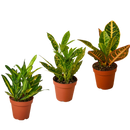buy 3 croton variety pack / 4" pot / live plant / house plant live houseplant 4" pot online, showcasing three starter croton plants with thick leathery colorful leaves, vivid splashed and streaked tropical foliage patterns, upright woody-stemmed shrub structure, bright indirect light requirement, bold bohemian and architectural indoor display plant, a colorful and exotic housewarming gift idea