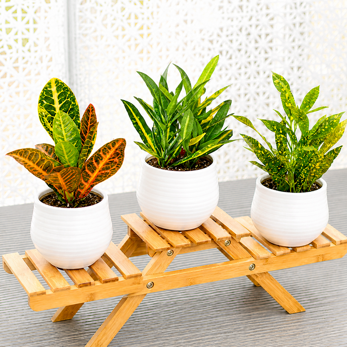 Buy 3 Croton Variety Pack 4 inch online. This variety pack includes three unique Croton plants with vibrant, multicolored foliage that adds bold tropical color to any indoor space. These eye-catching houseplants thrive in bright light and prefer well-draining soil with regular watering to maintain their vivid leaves. This colorful plant bundle is perfect for homes, offices, and anyone looking to brighten their indoor plant collection.