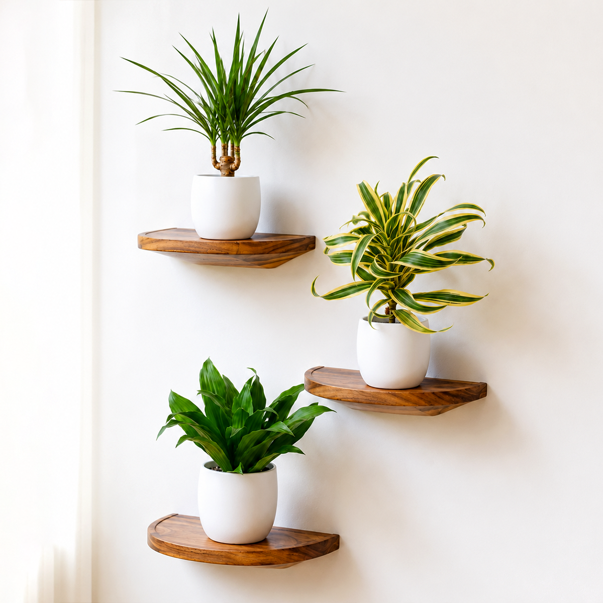 Buy 3 Different Dracaenas Variety Pack 4 inch online. This variety pack includes three different Dracaena plants, each featuring unique foliage and easy-care characteristics that bring lasting greenery to any indoor space. These hardy houseplants thrive in bright, indirect light and prefer well-draining soil with moderate watering. This plant bundle is perfect for homes, offices, or anyone looking to grow a diverse collection of low-maintenance indoor plants.