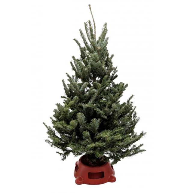 Fraser Fir Christmas Tree with Stand, 	
best christmas trees, buy christmas trees online, real christmas tree, live Fraser Fir Christmas Tree for sale, holiday decoration