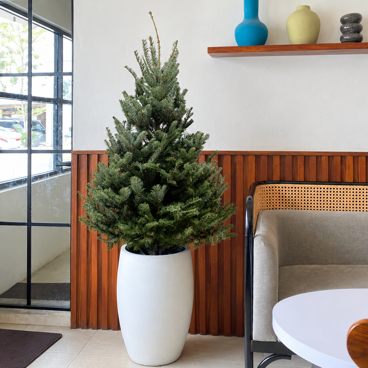Fraser Fir Christmas Tree with Stand, 	
best christmas trees, buy christmas trees online, real christmas tree, live Fraser Fir Christmas Tree for sale, holiday decoration