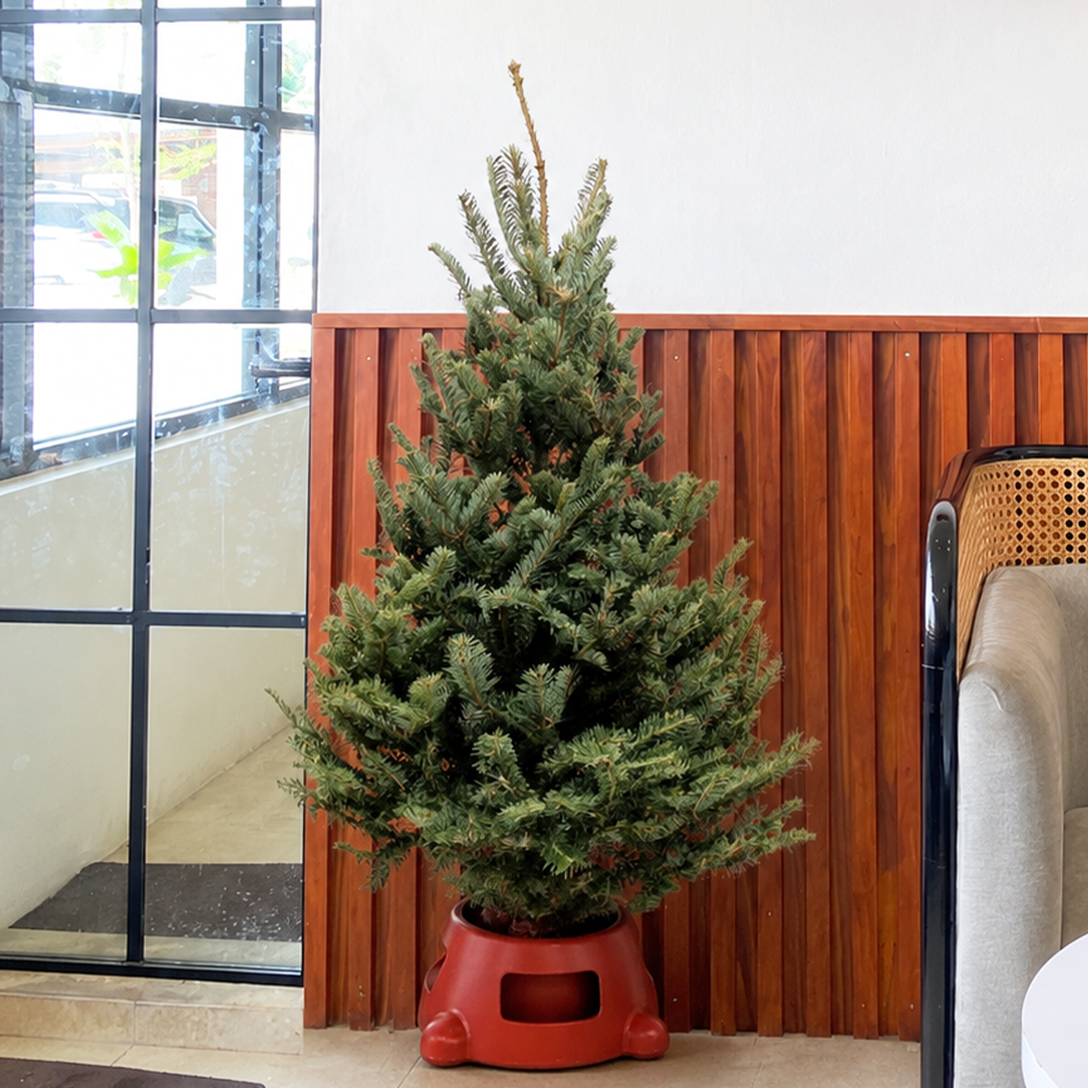 Fraser Fir Christmas Tree with Stand, 	
best christmas trees, buy christmas trees online, real christmas tree, live Fraser Fir Christmas Tree for sale, holiday decoration