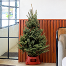 Fraser Fir Christmas Tree with Stand, 	
best christmas trees, buy christmas trees online, real christmas tree, live Fraser Fir Christmas Tree for sale, holiday decoration