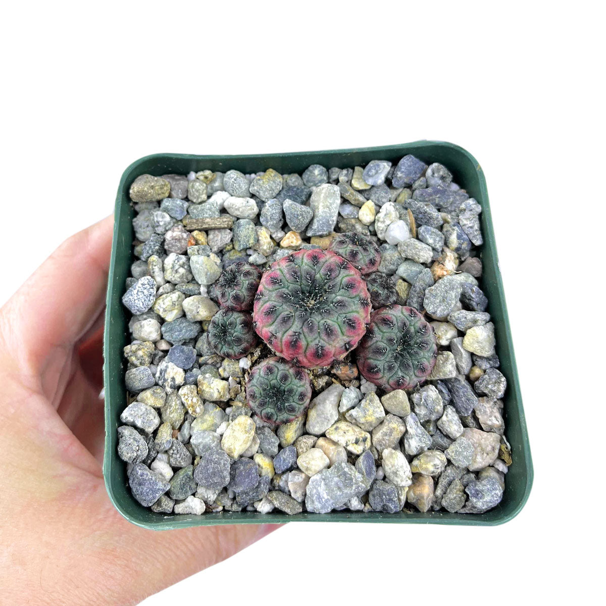 rare succulent plant for sale Sulcorebutia Rauschii Rare Cactus