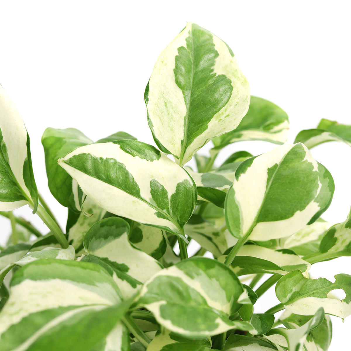 pothos n joy, pothos n joy care, pothos n joy light requirements, pothos n joy yellow leaves, pothos n joy plant, Epipremnum pinnatum