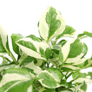 pothos n joy light requirements, Epipremnum pinnatum, pothos n joy, pothos n joy yellow leaves, pothos n joy care