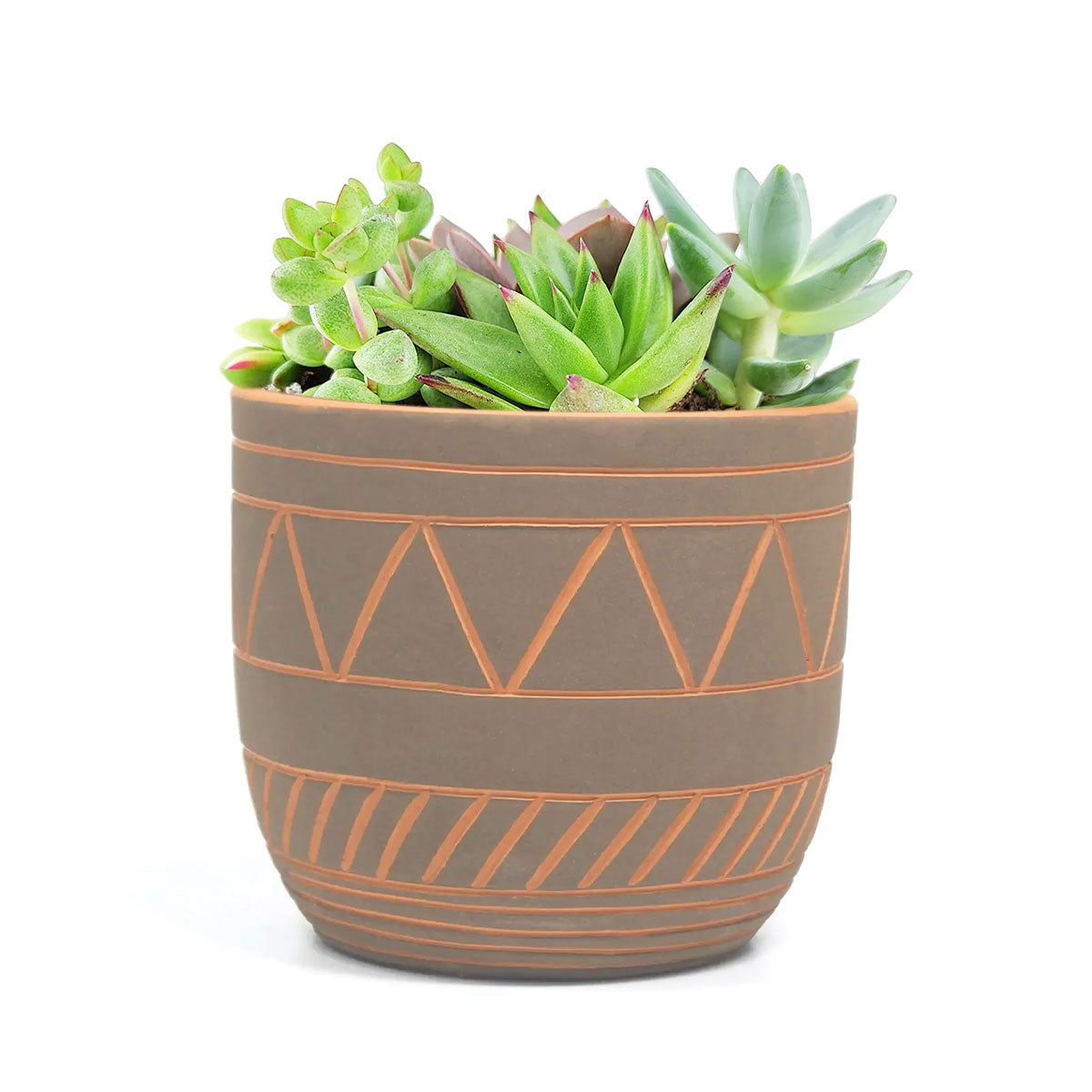 Succulent Arrangement in Black-Clay Color Geometric Pattern Pot