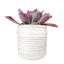 Buy 6 inch White Ribbed Ceramic pots online, 6-inch Vintage Ceramic pots for home office decor, Medium planters for succulents and houseplants, Best places to buy high-quality ceramic plant pots, Indoor plant pot gift ideas