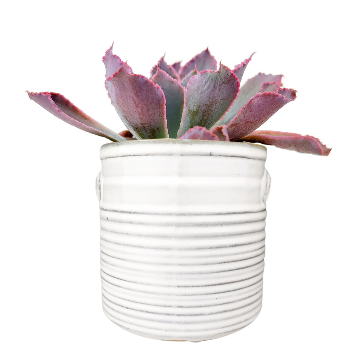 6 inch White Ribbed Ceramic Pot