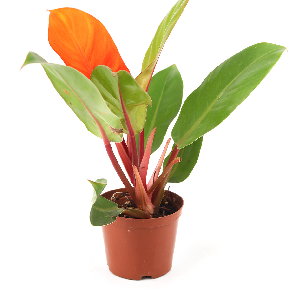 philodendron cherry red Philodendron Cherry Red - Colorful Air-purifying Plants For Home, Office