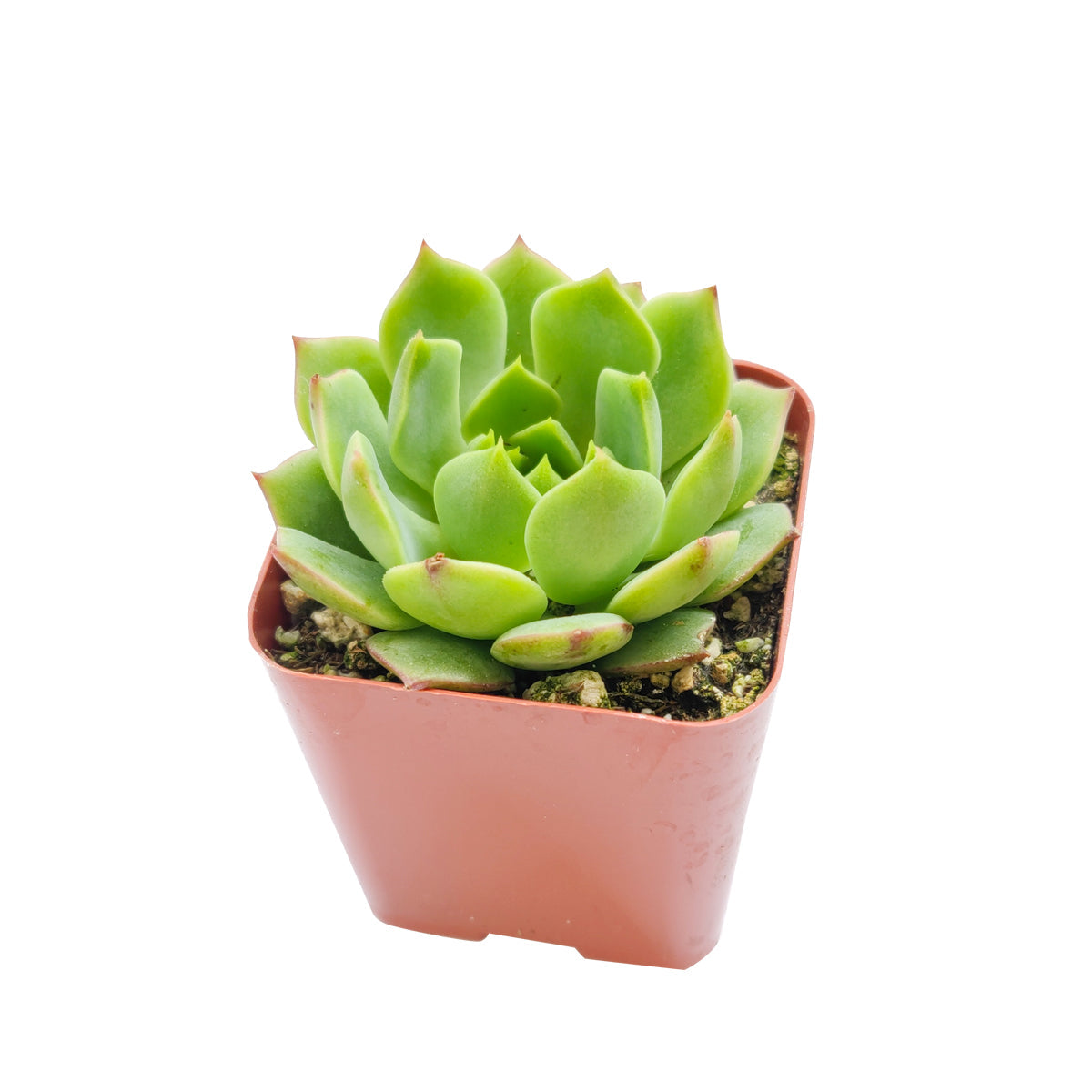 Echeveria Ramillette Succulent Plant, Mexican Hens and Chicks, Apple Green Rosettes, Buy Succulents Online, Shop Succulents in California, Succulents Home Decor, Types of Echeveria Succulents, Easter echeveria gift, Echeveria gift for thanksgiving, echeveria, echeveria succulent, echeveria types, succulent echeveria, buy succulents online, succulent shop, succulent store, echeveria plant, indoor succulents