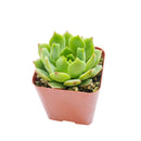 Echeveria Ramillette Succulent Plant, Mexican Hens and Chicks, Apple Green Rosettes, Buy Succulents Online, Shop Succulents in California, Succulents Home Decor, Types of Echeveria Succulents, Easter echeveria gift, Echeveria gift for thanksgiving, echeveria, echeveria succulent, echeveria types, succulent echeveria, buy succulents online, succulent shop, succulent store, echeveria plant, indoor succulents