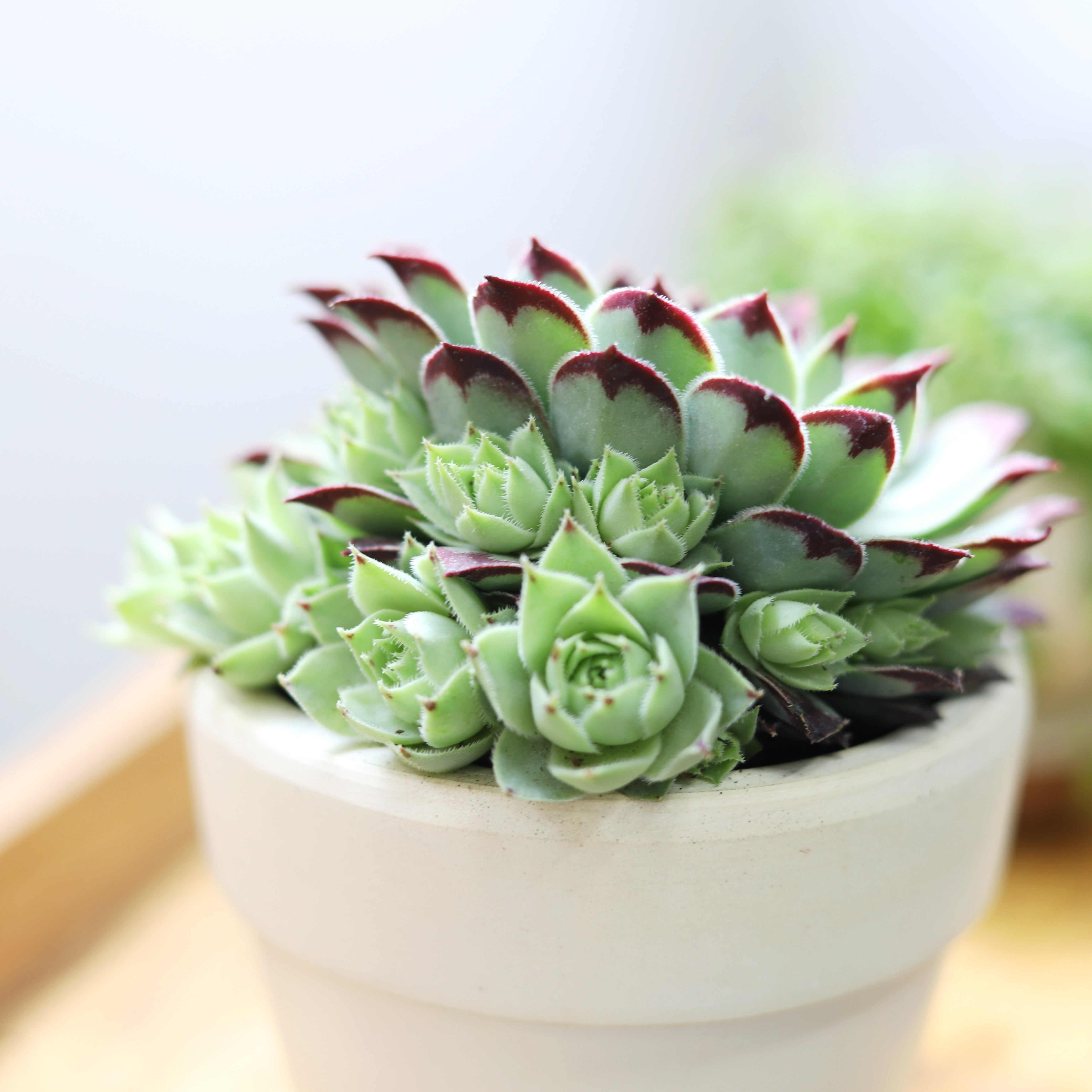 live succulent plants for sale Sempervivum Calcareum