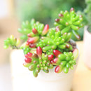 Pink Jelly Bean Sedum