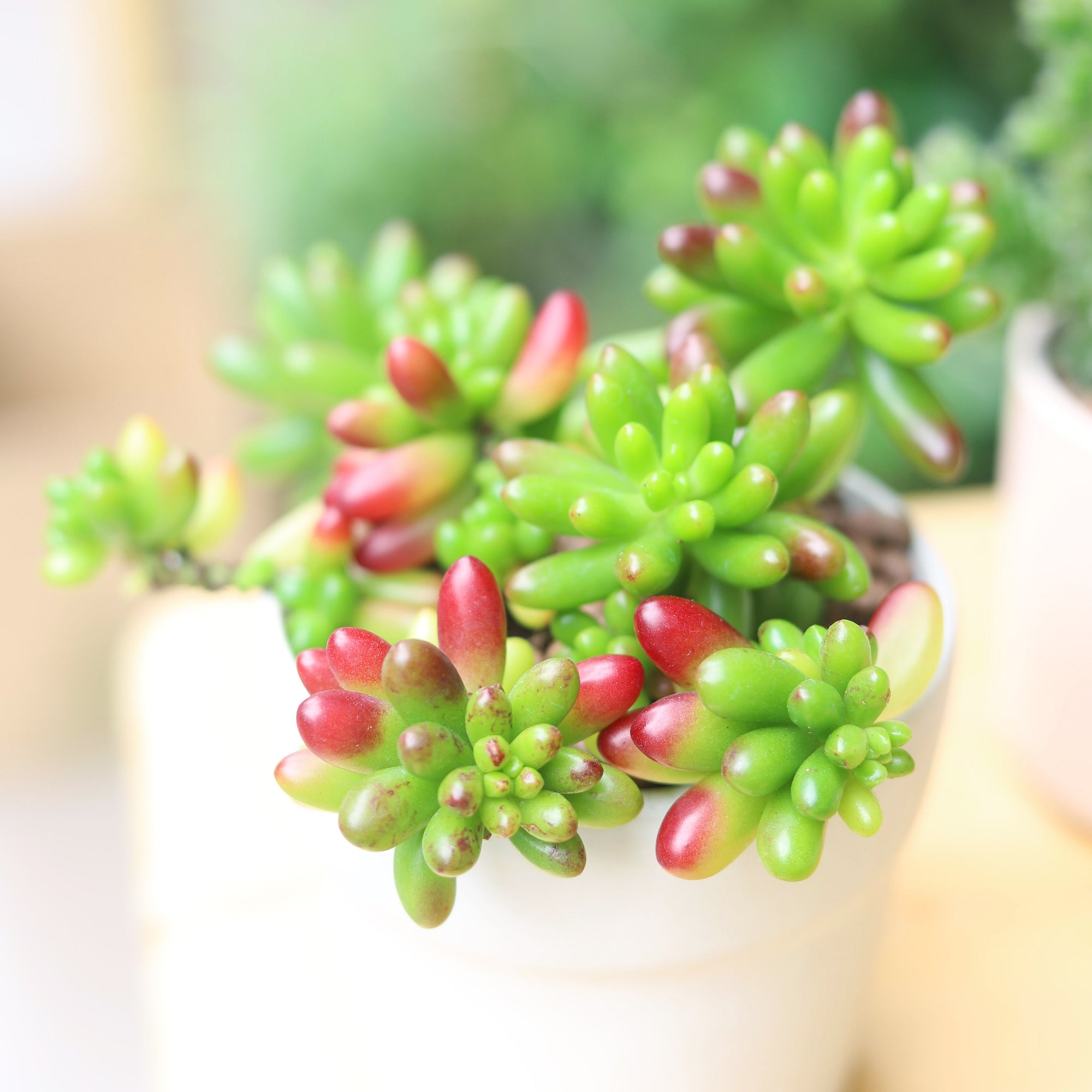 Pink Jelly Bean Sedum succulent for sale, Buy Aurora Jelly Bean Sedum plant, Live plant as gift