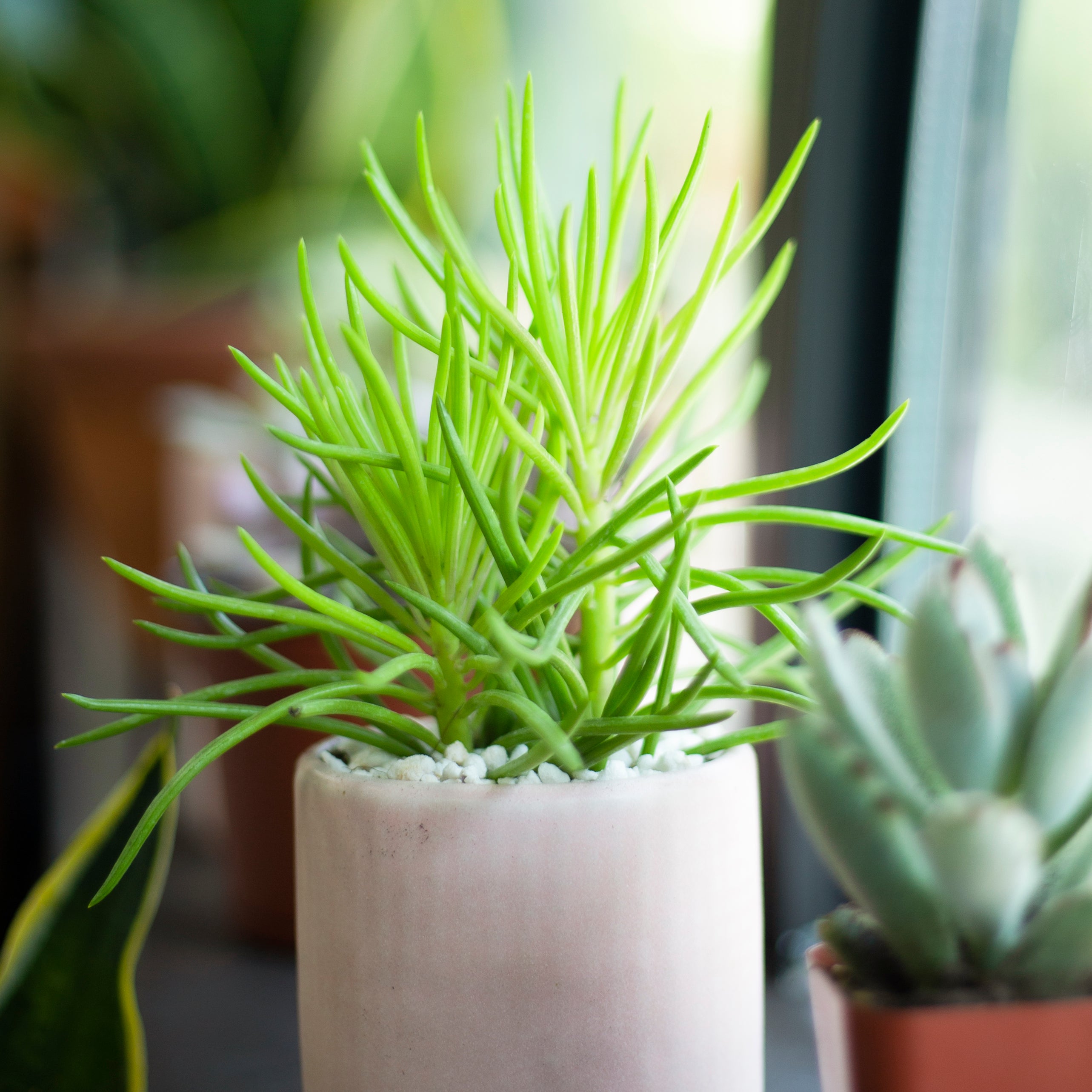 senecio barbertonicus succulent Senecio Cylindricus Succulent