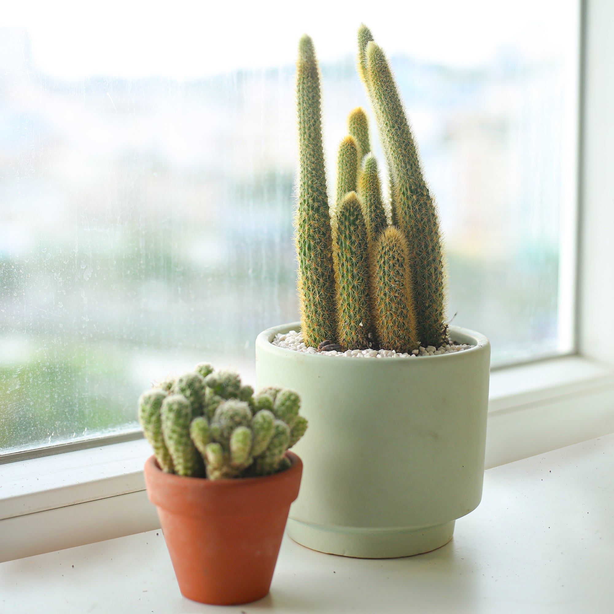 4 inch golden rat tail cactus for sale online, live cacti as gift, succulent decor ideas