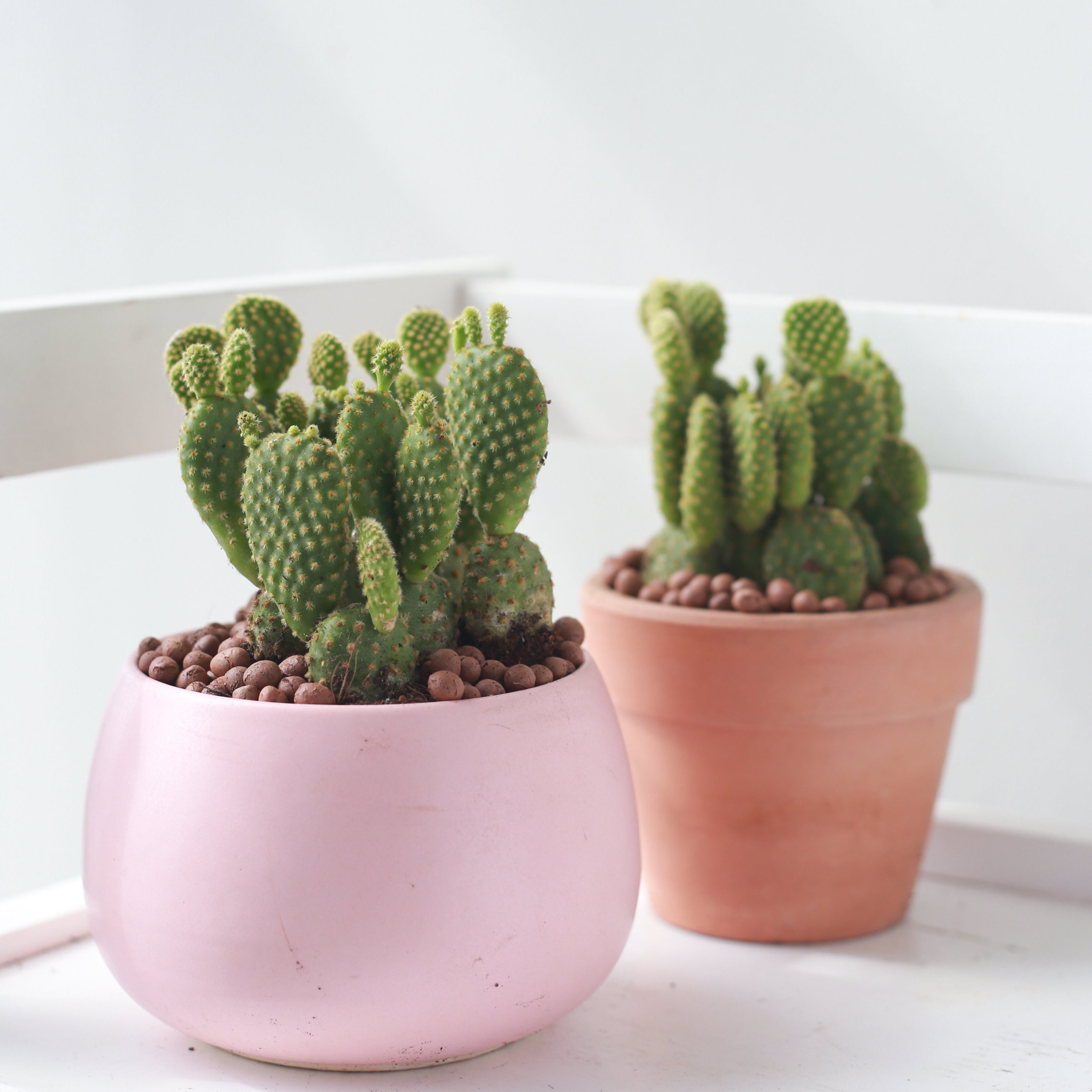 Opuntia Rufida Minima - Mini Cinnamon Cactus & Care Guide