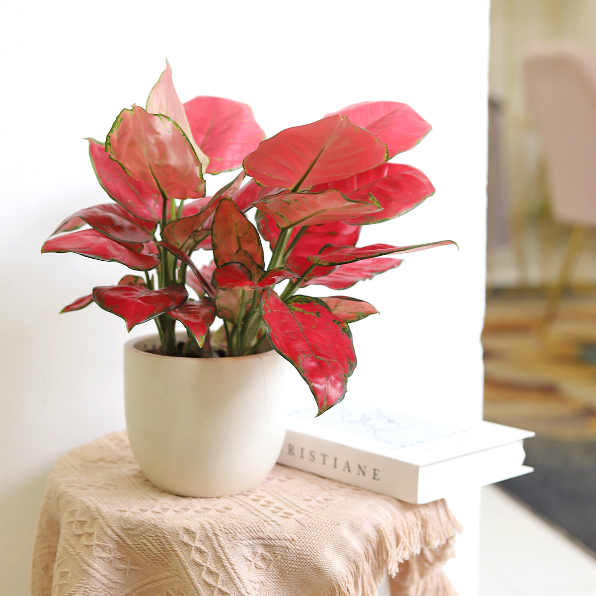 Chinese Evergreen plant, feng shui houseplants, colorful indoor plants, buy live plant online