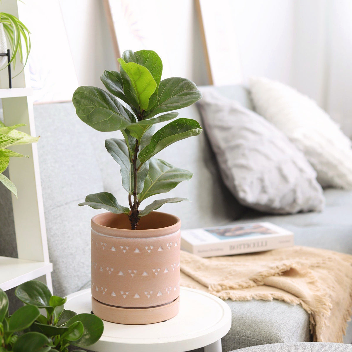 Ficus Lyrata Little Sunshine, ficus tree, ficus lyrata, ficus plant, ficus tree indoor, ficus lyrata care, ficus tree for sale