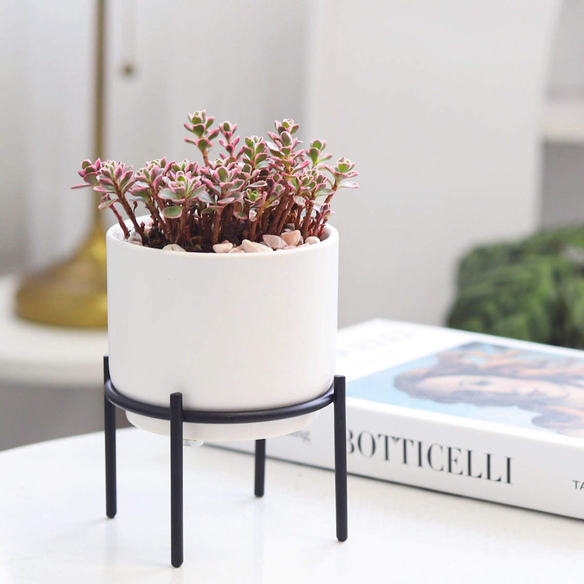 4 inch White Ceramic Planter with Stand for Succulent & Houseplant, White Planter with Stand for Sale, Buy 4 inch White Ceramic Pot with Black Metal Stand for Indoor Corner and Outdoor Plants, modern design plant pot, Best places to buy ceramic decorative plant pot in USA