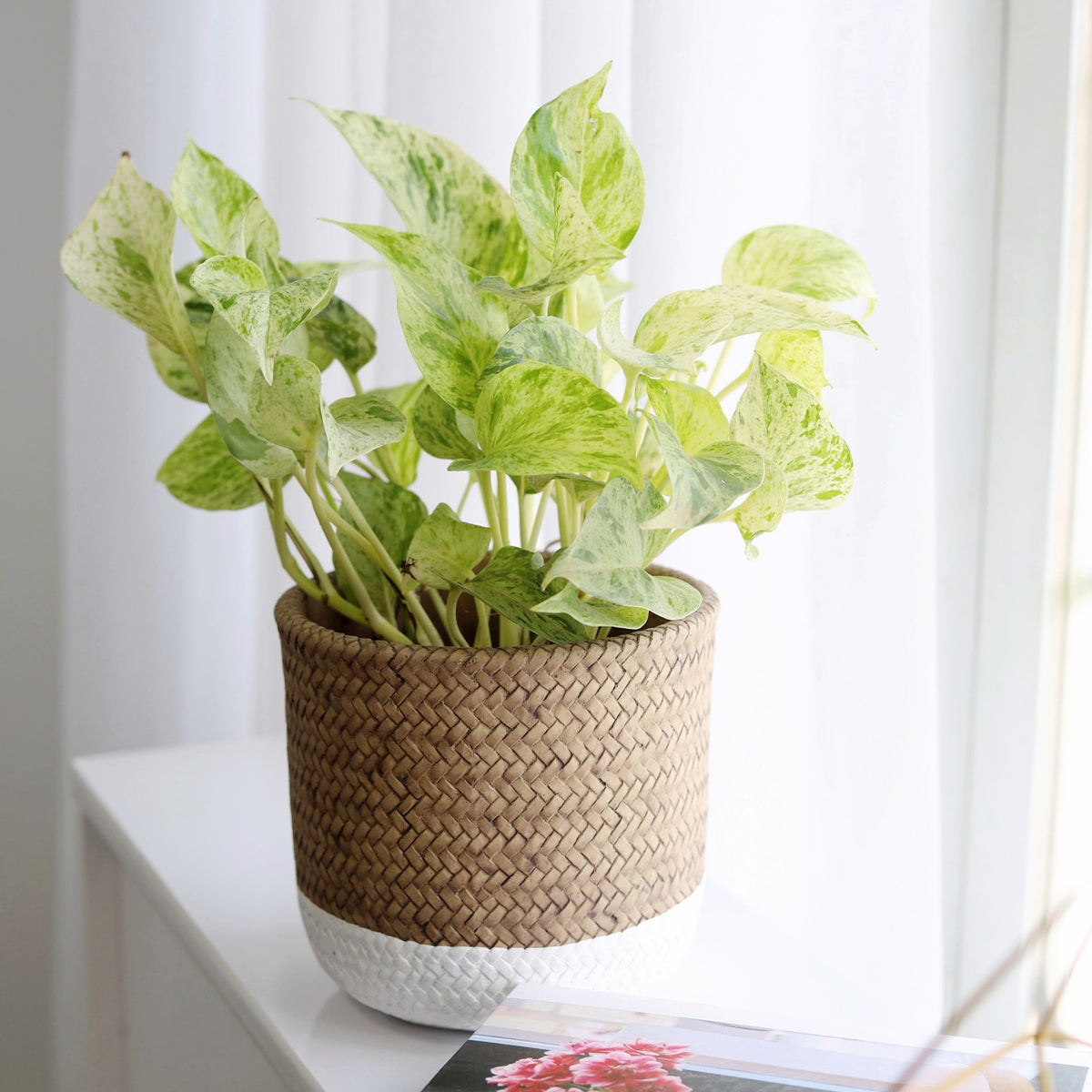 marble queen pothos, marble queen pothos care, marble queen epipremnum aureum, 4 inch Marble Queen Pothos