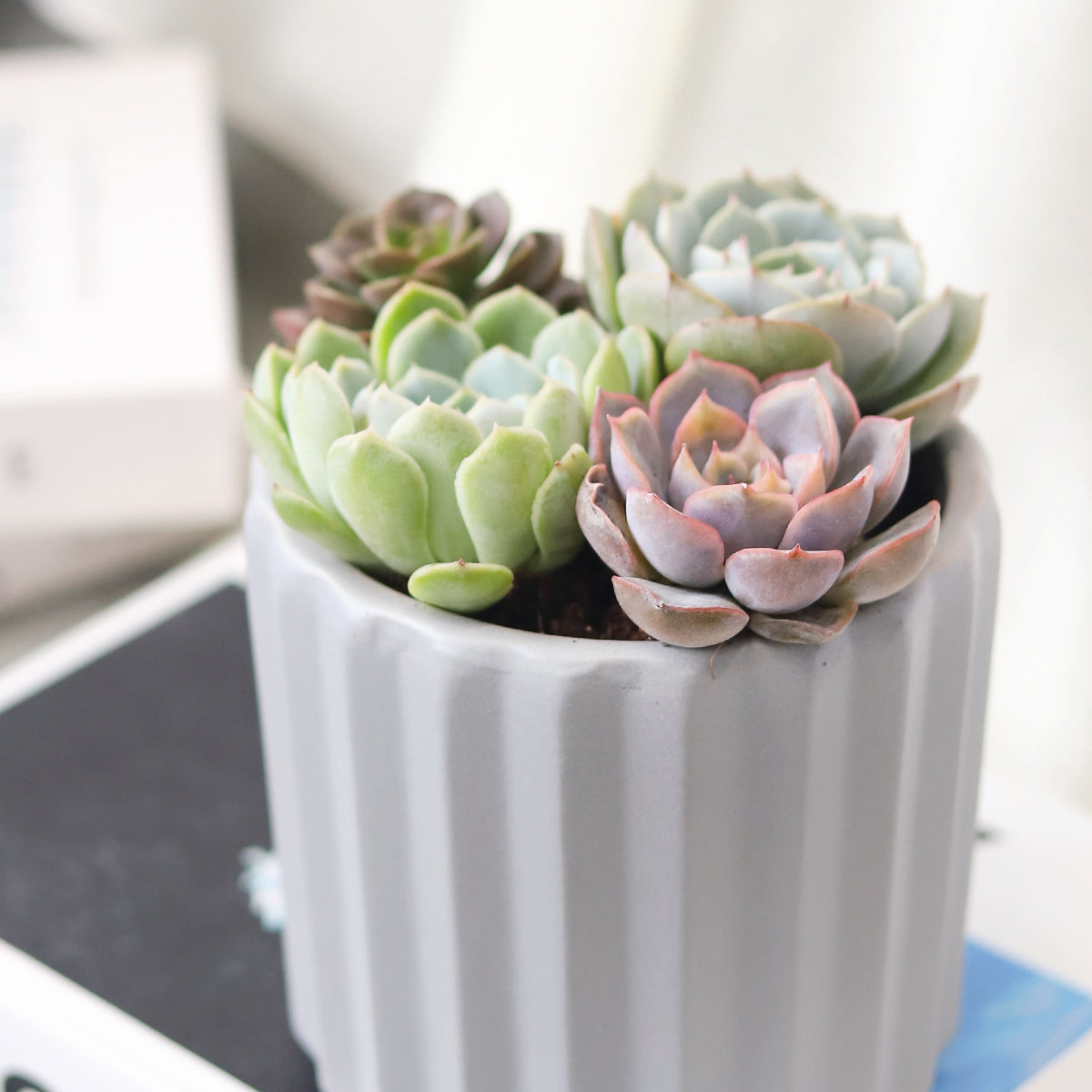 Succulent Arrangement in Grey Ceramic Faux Cement, rosette succulents, colorful succulents, stunning succulent arrangement for home and office decor, unique succulent plants