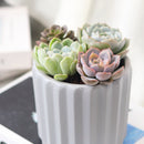 Succulent Arrangement in Ceramic Pot, rosette succulents, colorful succulents, stunning succulent arrangement for home and office decor, Random Succulents in Ceramic Faux Cement Planter