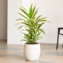 Air Purifying plants, 4 inch houseplant for sale, buy live plants online, wellness inspired indoor plant set, ornamental foliage plants for home decor, nursery grown live houseplants, indoor jungle starter collection