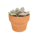 echeveria succulent, echeveria types, succulent echeveria, buy succulents online, succulent shop, succulent store, echeveria plant, indoor succulents