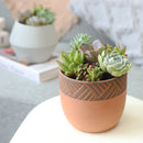 Succulent Arrangement in decorative Pot, rosette succulents, colorful succulents, stunning succulent arrangement for home and office decor, random succulents in decorative pots