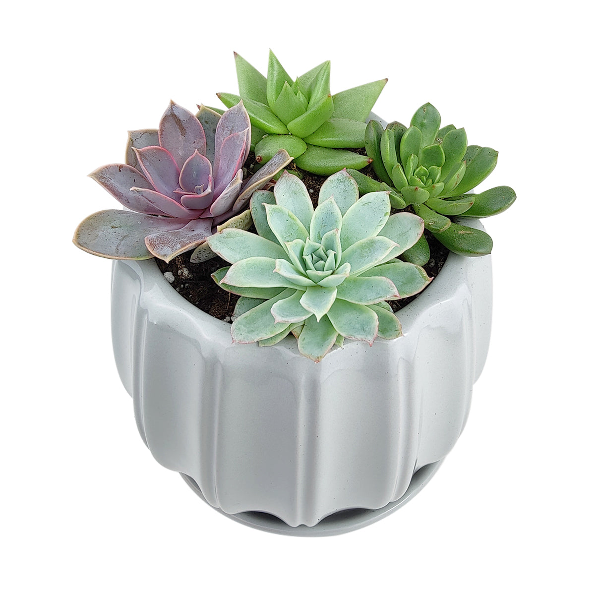Succulent Arrangement in Ceramic Pot, rosette succulents, colorful succulents, stunning succulent arrangement for home and office decor, random succulents in ceramic pots