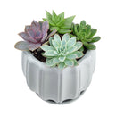 Succulent Arrangement in Ceramic Pot, rosette succulents, colorful succulents, stunning succulent arrangement for home and office decor, random succulents in ceramic pots