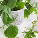 6 inch planter, houseplant pot, round cement plant pot, basket design planter, large planter for houseplants, buy houseplant pot near me, houseplant pot for home decor