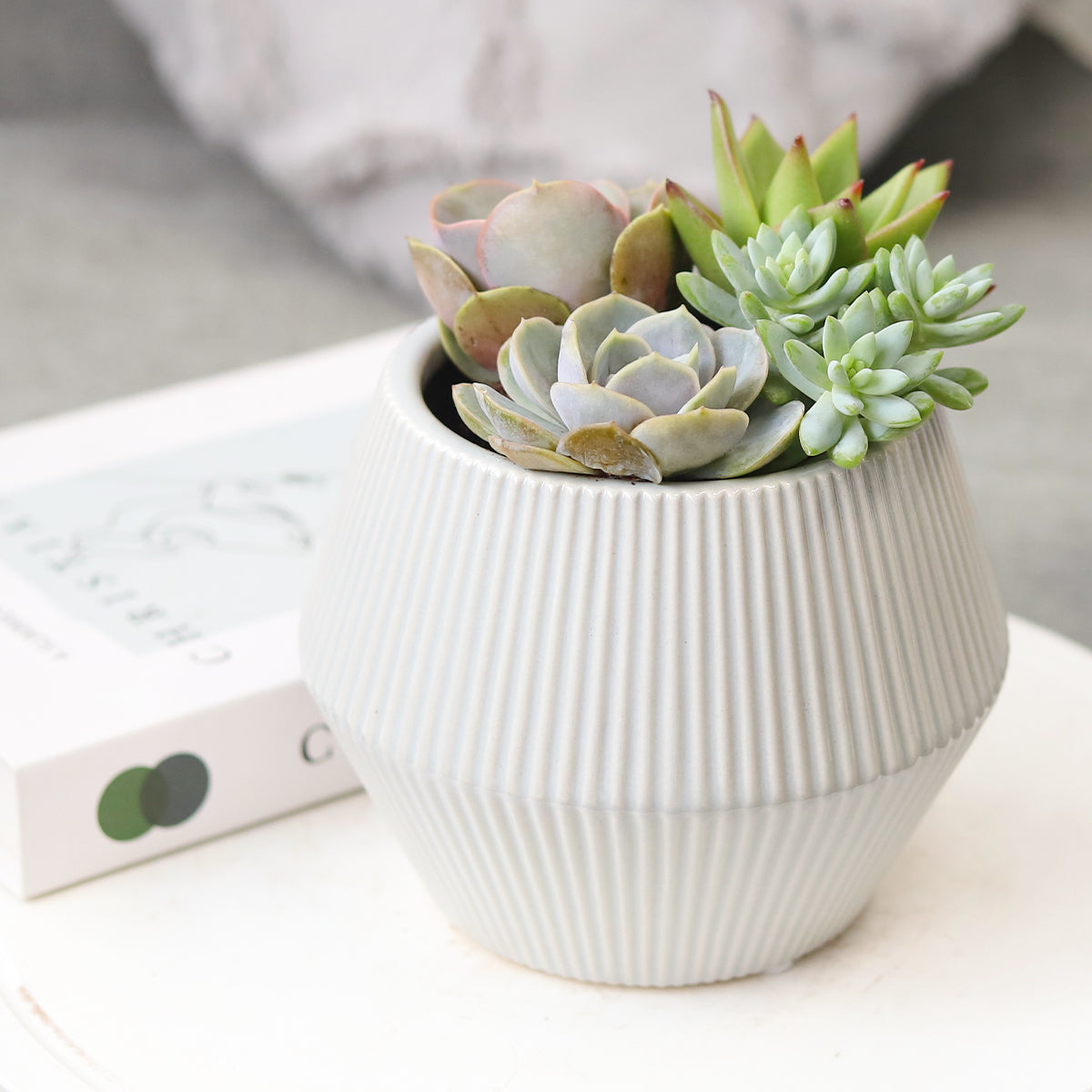 geometric succulent plant Succulent Arrangement in White Geometric Striped Ceramic Planter