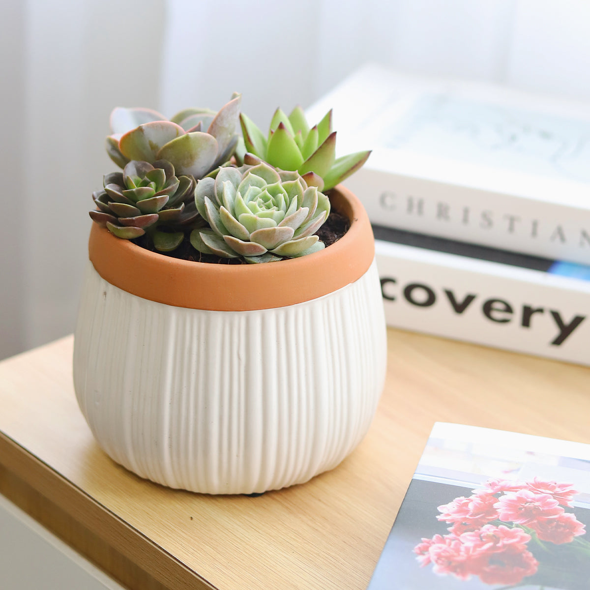 white ceramic succulent planter Succulent Arrangement in White Ceramic Planter with Terracotta Rim