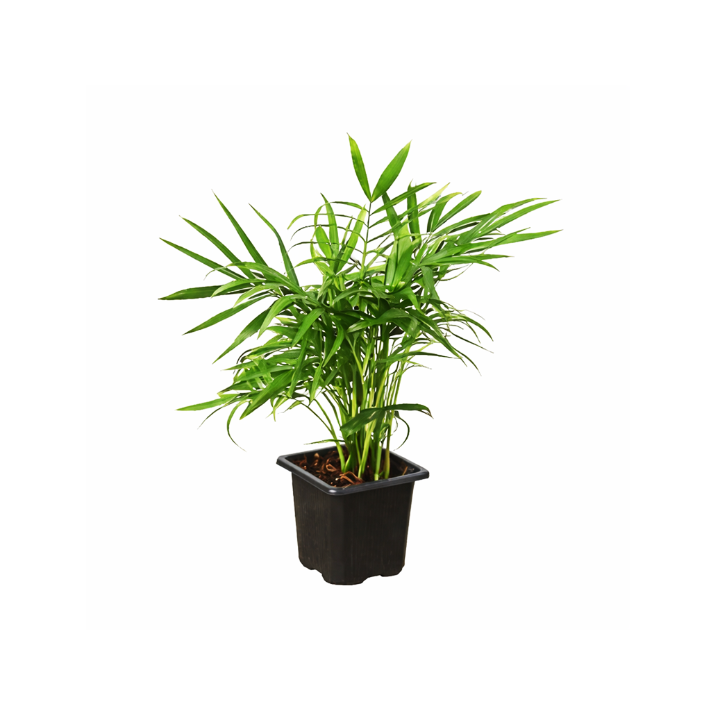 parlor palm artificial light Parlor Palm Neanthe Bella Palm - Air Purifying Live Houseplant